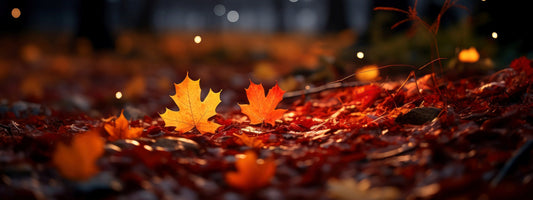 What's Shakin' Bacon?